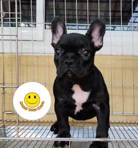 w600 black French Bulldog puppies