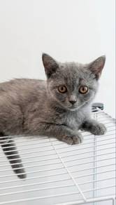 BSH British Shorthair Female (BSH Breed)