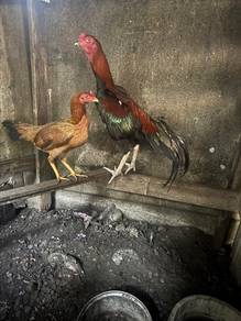 ayam baka
