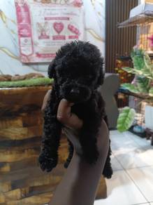 Toy poodle