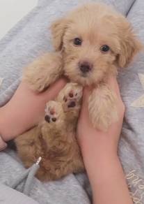 J0024 Silkese Cute Long Hair Teddy Bear Look Puppy