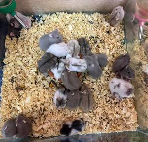 hamster