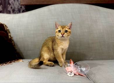 britishshorthair