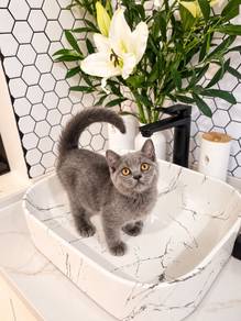 BSH Grey Comel Untuk Dijual