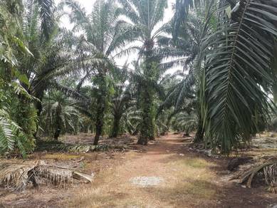 Agricultural Land in Pontian, JHR