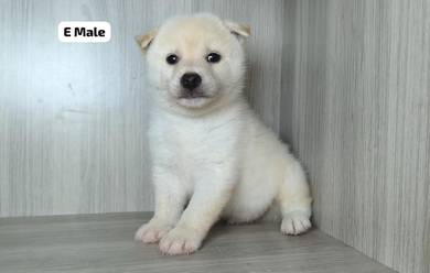 Pure Breed Cream Shiba Inu (M4) 纯种标体 奶色柴犬 男生