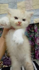 bicolor white and orange (telipok)