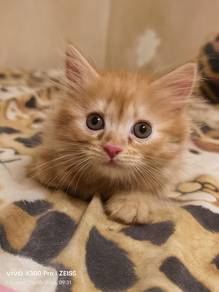 American curl mix dlh