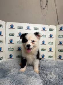 Border collie puppy