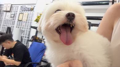 Maltese look for mating