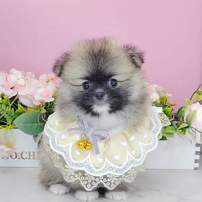 Pomeranian