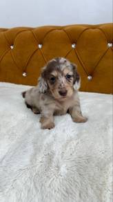 Chocolate Dapple Longhaired Dachshund
