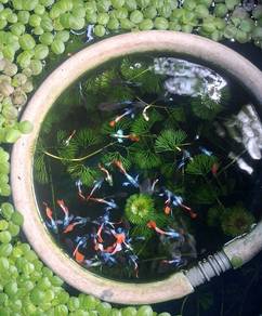 guppy Santa claus