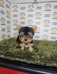 yorkshire terrier puppy dog