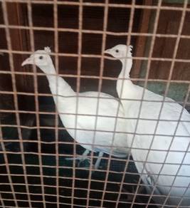 Burung merak putih 