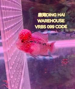 A grade super red big kok flower horn fish