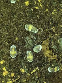 Cubaris Cappuccino Isopod
