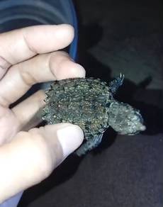 Original American Snapping Turtle (AST)