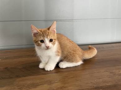 Munchkin Standard (Female)