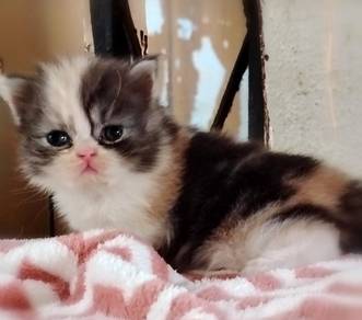 Persian Kitten