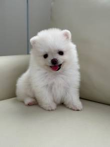 Tiny Pomerania