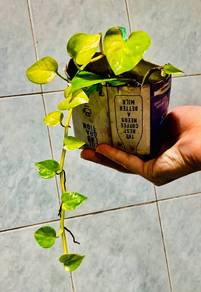 VARIEGATED N'JOY POTHOS. Golden Money Plant. PILEA