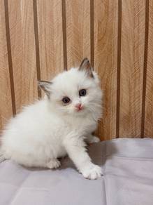 Ragdoll🇨🇳🇲🇾