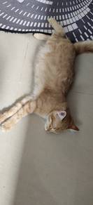 mix Siamese breed available