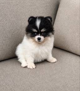 Pomeranian Panda Color Tiny Female PROMO
