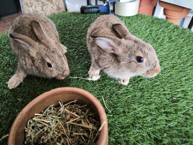 Arnab Rabbit peting 