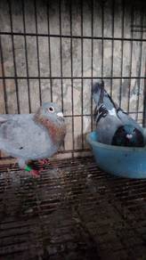 Burung Merpati racing homer