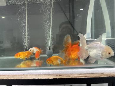 Goldfish for sale
