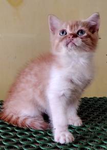 British Shorthair Kitten