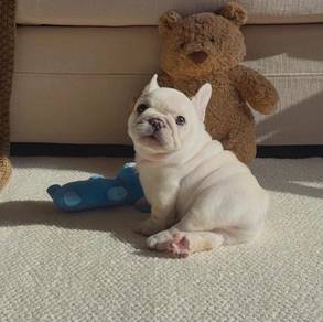 French BullDOG