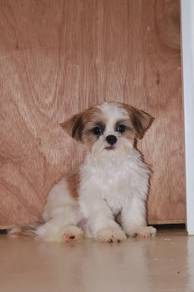 J0697 Shih Tzu Sweet Little Puppy with Big Eyes