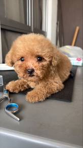 Poodle