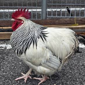 ayam light sussex