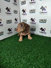 Miniature Dachshund dapple color special