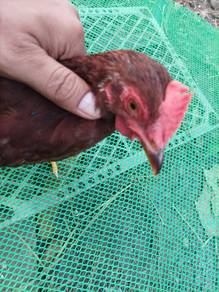 Ayam Rode Island Red (RIR)