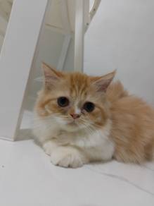 kitten for rehome