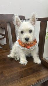 West Highland Girls Westiewest highland terrier Female
