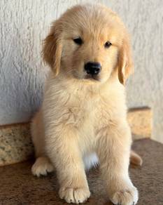 Goldenretriever 