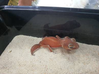 knobtail gecko