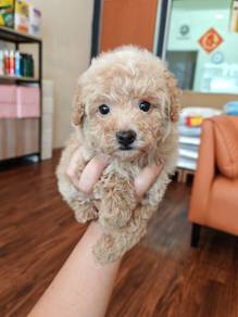 Poodle puppy female