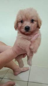 maltese mix