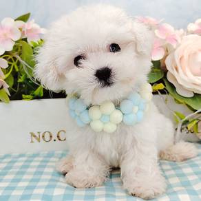 Maltese