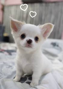 CHIHUAHUA PUPPIES 232 🌷Head Apple Cute Dog