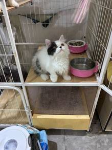 Supershort Minuet Female Cat with package