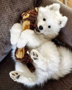 Sniffle-nose Samoyed a snowy white bndle of joy pu