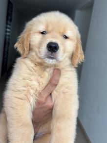 Golden Rettiver m